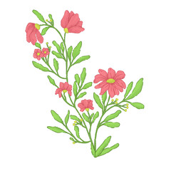 bouquet of pink carnations