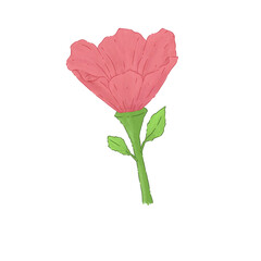 red rose isolated on white background