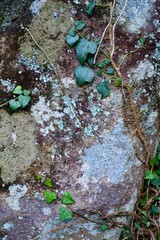 岩に生える蔦の葉と地衣類
