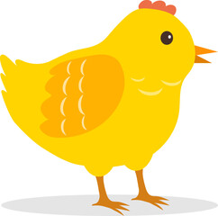Chicken, yellow chick isolated on white background. Vector, designer illustration.
