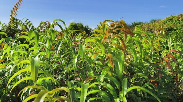 Kelakai plants (Stenochlaena Palustris) grow wild and abundantly in the tropical nature of Kalimantan