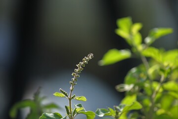 Holy basil plant growing in nature. Selective focus. Nature concept.