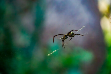 Spider spinning web in lush green environment close-up shot nature photography macro view intricate detail