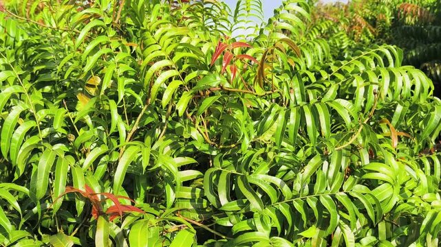 Kelakai plants (Stenochlaena Palustris) grow wild and abundantly in the tropical nature of Kalimantan