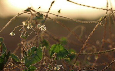 Pergularia daemia plant closeup. Selective focus. Nature concept.