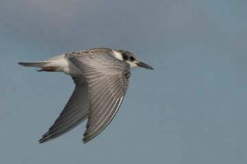 Tern in Flight Against Blue Sky