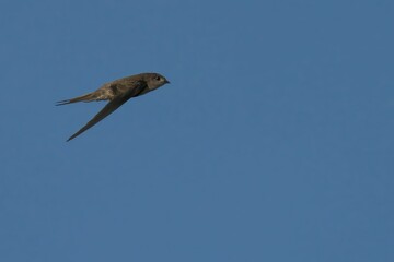 Swift bird soaring in a clear blue sky.