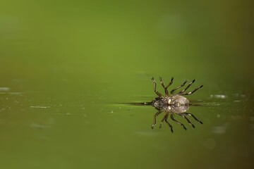 Spider walking on water with reflection
