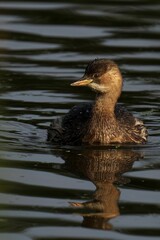 Juvenile Grebe Swimming with Reflection