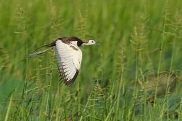 Pheasant-tailed jacana in flight over wetlands.