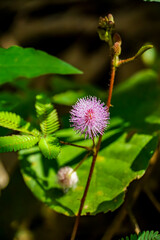 Delicate mimosa plant blooms in lush jungle nature photography close-up view vibrant colors natural beauty