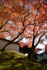 曼殊院　境内の紅葉　京都市左京区