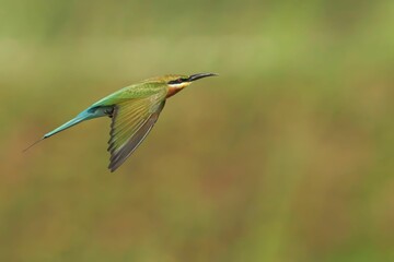 Bee-eater bird in flight
