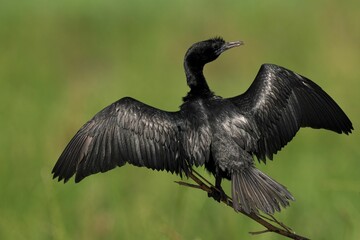 Cormorant with spread wings on branch.