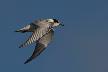 Tern Bird in Flight Against Blue Sky
