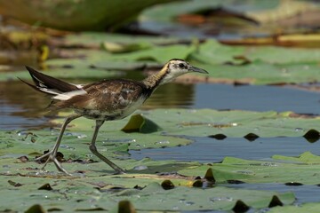 Pheasant-tailed jacana on lily pads