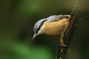 Nuthatch on a Tree Branch
