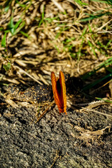 Butterfly in nature meadow habitat wildlife photography close-up view vibrant colors displaying natural beauty