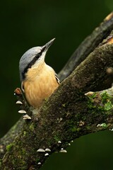 Naklejka premium Nuthatch on a mossy branch with mushrooms.