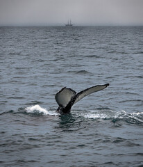 Fototapeta premium Whale tail with sailing ship on the horizon