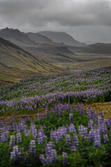 Obraz premium Lupine field in the mountains