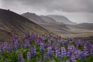 Lupine in the wild mountains