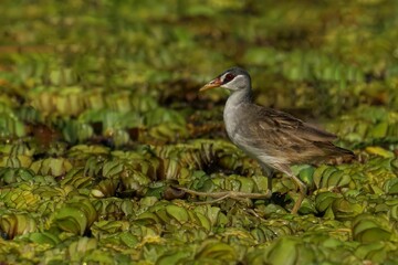 White-brown crake on aquatic vegetation