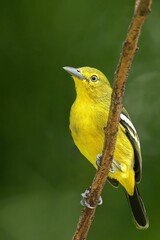 Vibrant yellow common lora on a branch
