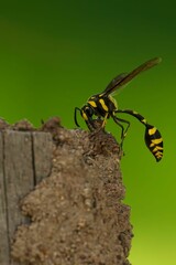 Potter Wasp on textured surface