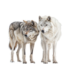 Obraz premium A grey wolf standing next to a white arctic wolf isolated on a transparent background