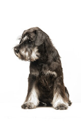 Miniature Schnauzer puppy on white background