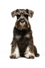 Miniature Schnauzer puppy on white background