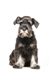 Miniature Schnauzer puppy on white background