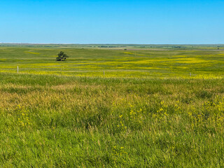 A solitary tree in the vast open landscape in the Great Plains prairie grassland