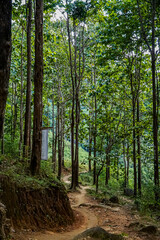 Exploring serene forest trails amidst lush greenery nature outdoor adventure tranquil pathways scenic viewpoint peaceful journey