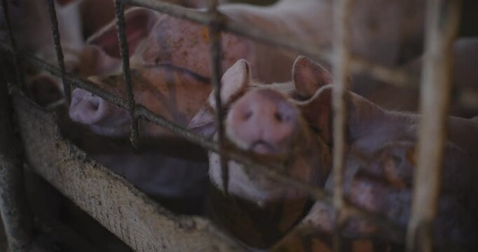 Sounder of Pigs on Rural Farm for Pork Farming