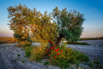 Olive trewe, poppies and papaver somniferum L