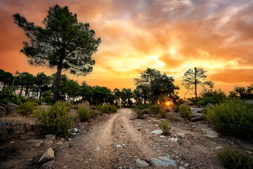 Amanece en el camino tras los pinos