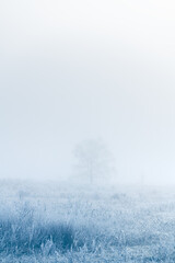 Frost-covered tree and grass in winter forest at foggy sunrise.