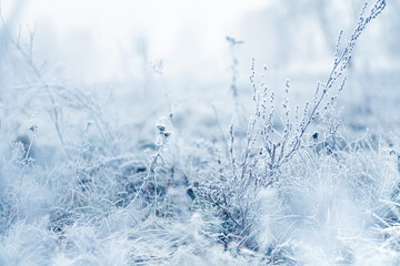 Frost-covered plants in winter forest at foggy sunrise. Winter nature background