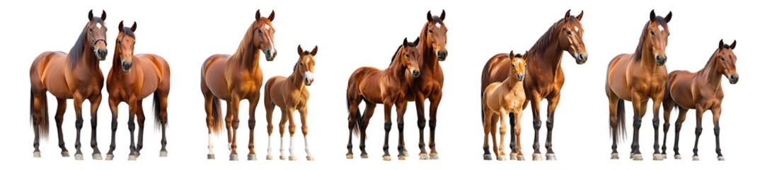 Obraz premium Pack PNG of featuring a horse alongside a mare isolated set against a white background