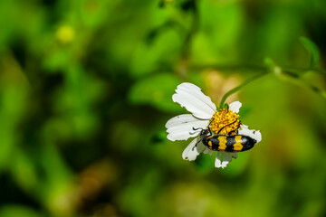 Bee pollinating white flower in lush garden macro photography nature scene close-up view biodiversity concept