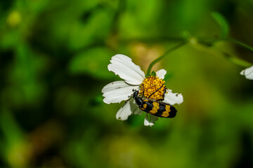 Bee pollinating a flower in a lush garden nature photography macro view vibrant ecosystem close-up perspective