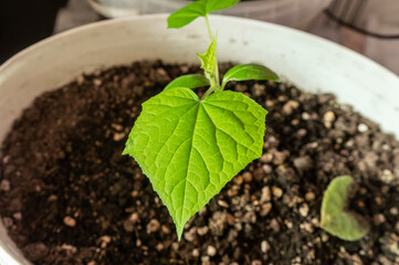 Sprout of cucumber plant in plastic pot.
