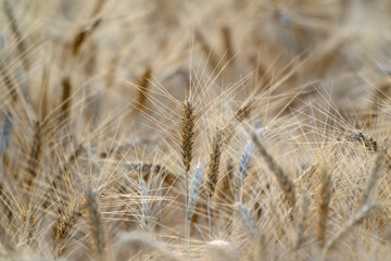 Wheat field crop, close closeup detail macro, farm agriculture food production