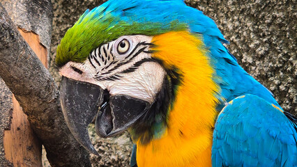 striking blue and yellow macaw or Ara ararauna, a blue and yellow parrot in a detailed close up, the vibrant feathers contrast beautifully with the soft, neutral background, highlighting the bird