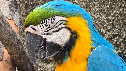 striking blue and yellow macaw or Ara ararauna, a blue and yellow parrot in a detailed close up, the vibrant feathers contrast beautifully with the soft, neutral background, highlighting the bird