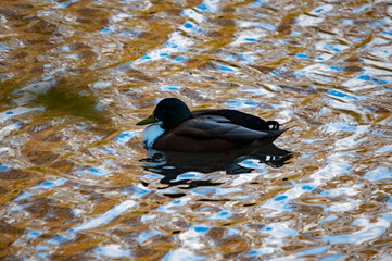 Ente auf dem Wasser