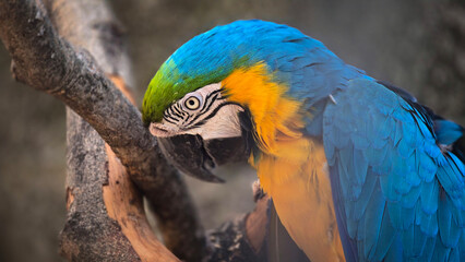 striking blue and yellow macaw or Ara ararauna, a blue and yellow parrot in a detailed close up, the vibrant feathers contrast beautifully with the soft, neutral background, highlighting the bird