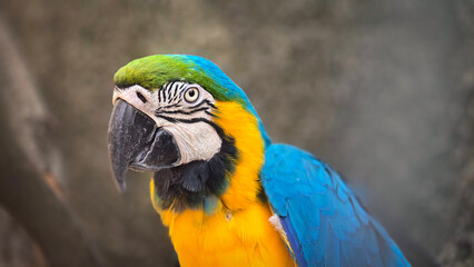 striking blue and yellow macaw or Ara ararauna, a blue and yellow parrot in a detailed close up, the vibrant feathers contrast beautifully with the soft, neutral background, highlighting the bird